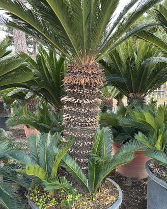 cycas 15 anni revoluta femmina con figli
