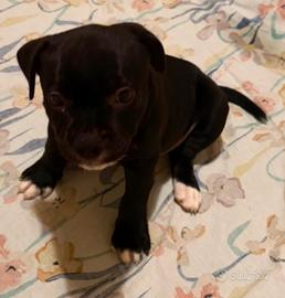 Staffordshire bull terrier (staffy)