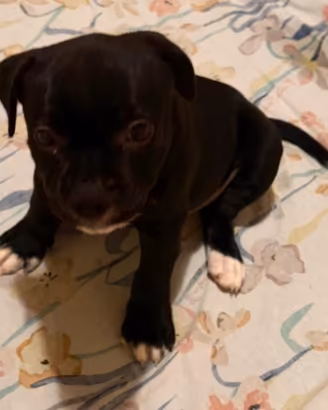 Staffordshire bull terrier (staffy)
