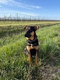 ROSKO cucciolo simil pastore tedesco