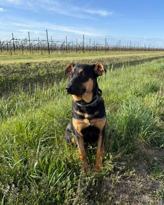 ROSKO cucciolo simil pastore tedesco