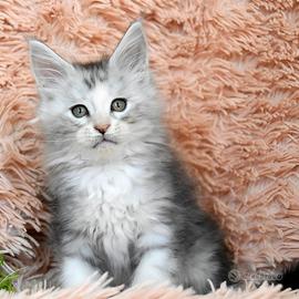 Cucciolo Maine coon black tortie silver