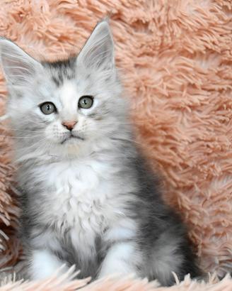 Cucciolo Maine coon black tortie silver