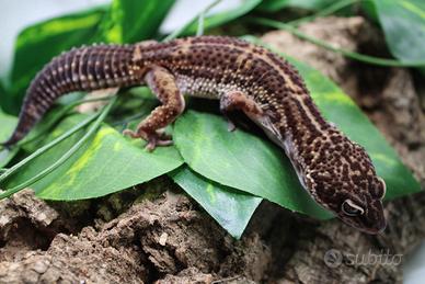 Geco leopardino