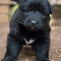 Cuccioli Pastore Tedesco nero a pelo lungo