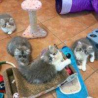 Dolcissimi cuccioli gattini persiani iper