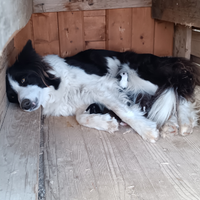 Border collie cuccioli