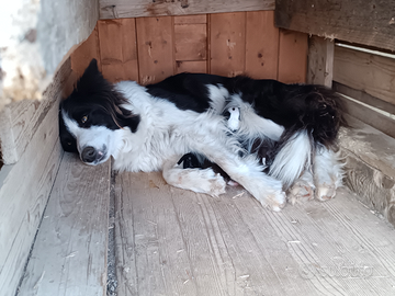 Border collie cuccioli