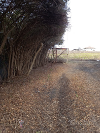 Orto con rimessa attrezzata