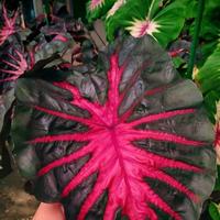 Colocasia Corede Redemption Collection plant