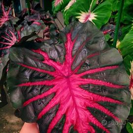 Colocasia Corede Redemption Collection plant