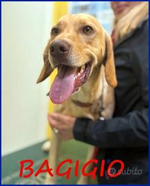 BAGIGIO cucciolone mix segugio bello e buono