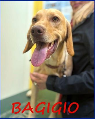 BAGIGIO cucciolone mix segugio bello e buono