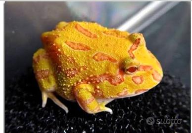 Rana Pacman albina