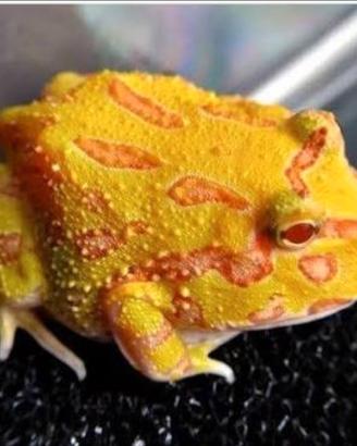 Rana Pacman albina