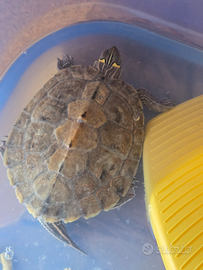 Tartarughe acquatiche