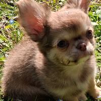 Cucciolo di piccola taglia