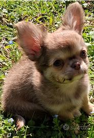 Cucciolo di piccola taglia