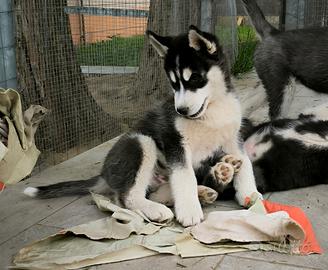 Cuccioli di Siberian Husky con pedigree