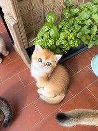 British golden cincilla