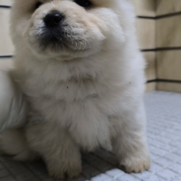 Chow Chow con pedigree