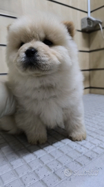 Chow Chow con pedigree