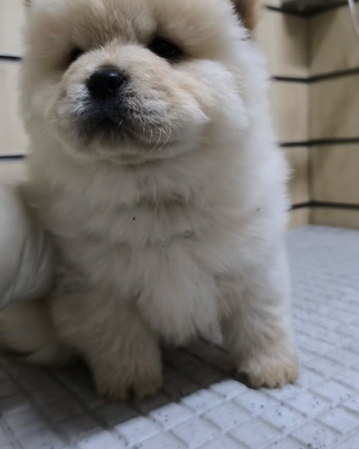 Chow Chow con pedigree