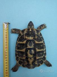 Tartaruga