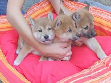 Cuccioli di Shiba Inu