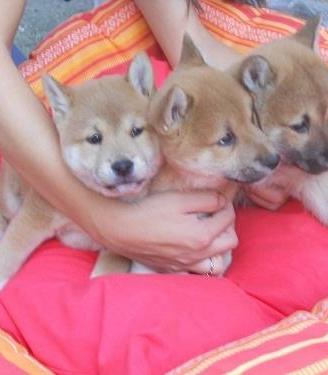 Cuccioli di Shiba Inu