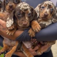 Cuccioli di bassotti