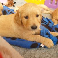 Cuccioli Golden Retriever solo maschio