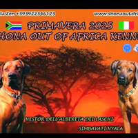 Cuccioli Rhodesian Ridgeback