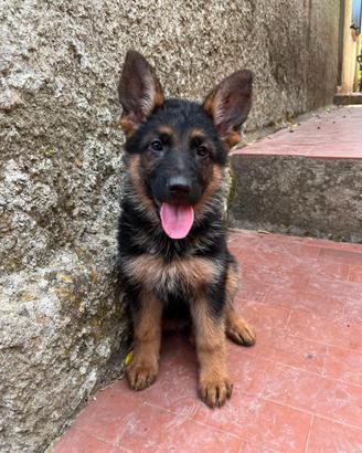 Pastore Tedesco cuccioli