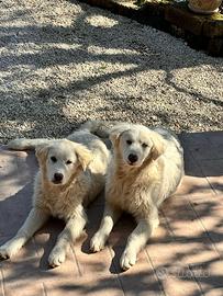 Cucciole di maremmano puro