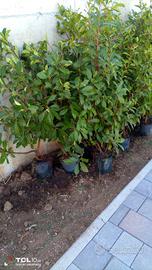 siepe photonia red