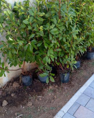 siepe photonia red