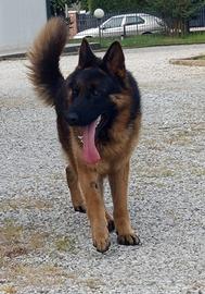 Pastore tedesco di quasi 2 anni