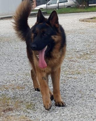 Pastore tedesco di quasi 2 anni