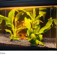 acquario Mirabello  30 l completo 