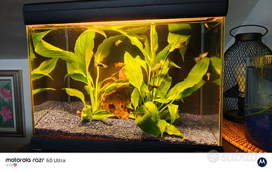 acquario Mirabello  30 l completo 