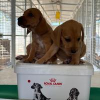 Cuccioli Segugi Maremmani da Cinghiale