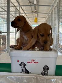 Cuccioli Segugi Maremmani da Cinghiale