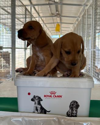 Cuccioli Segugi Maremmani da Cinghiale