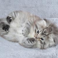 Gattino norvegese delle foreste