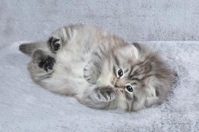 Gattino norvegese delle foreste