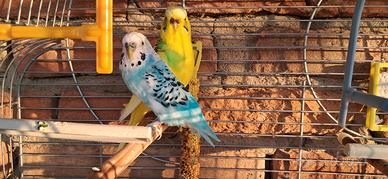 Cocorite con gabbia