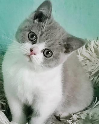 Femmina british con pedigree