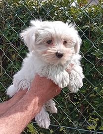 Maltese