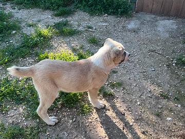 Pastore Asia centrale